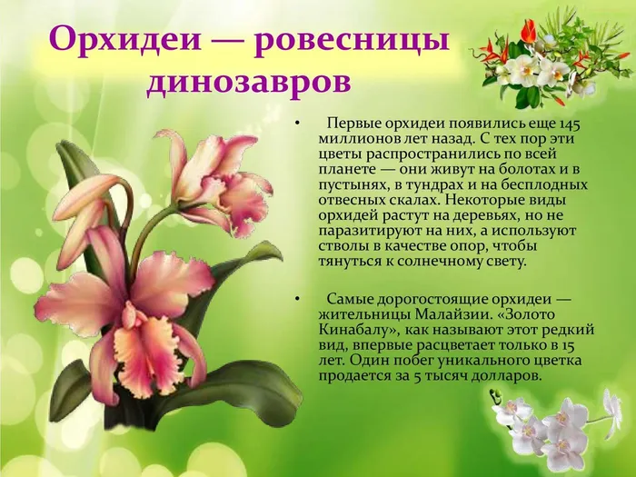 Цветы, цветы – кругом цветы» 22_00017.jpg